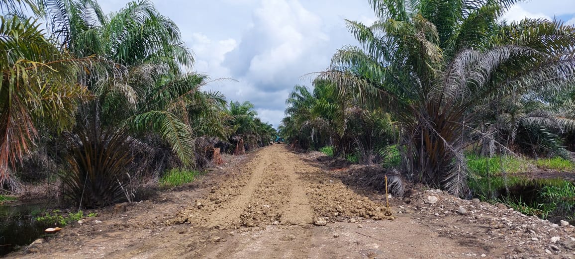 Palm Oil Trees Farm Management